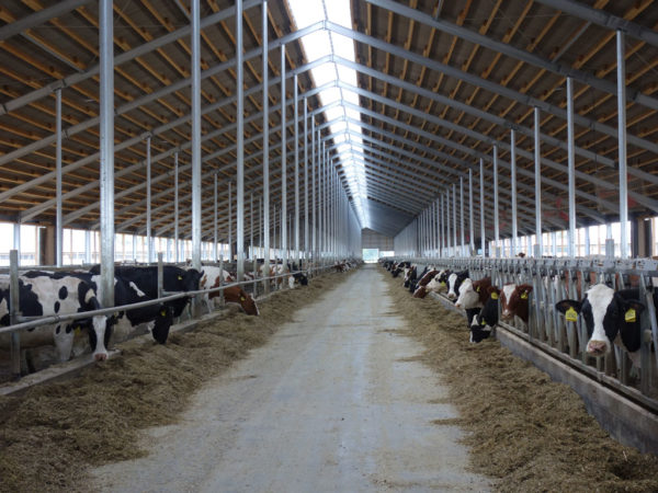 Der 2015 erbaute Stall bietet Platz für 2800 Kühe.