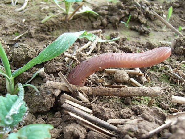 Der Regenwurm sucht Nahrung (Pflanzenreste) auf der Bodenoberfläche und schafft offene Röhren (Bioporen), die tief in den Unterboden reichen