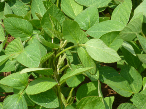 Nahaufnahme einer grünen Sojabohnenpflanze