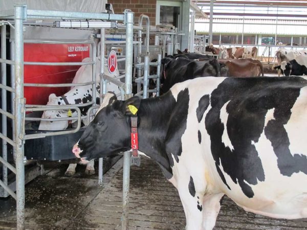 Besuch der Milchkühe im automatischen Melksystem (AMS)