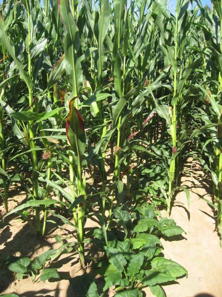 Die durchwachsene Silphie im ersten Jahr mit Mais-Deckfrucht. So kann auch im Ansaat- bzw. Pflanzjahr Biomasse geerntet werden.